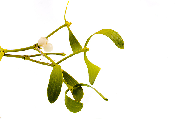 포토 JPG 해외이미지 전통 계절 감정 백그라운드 크리스마스 휴가 주택 기념 사람없음 장식 희망 나뭇가지 축하 심볼 해외포토 나무 기념일 컨셉 건물 파일형식 이미지허브