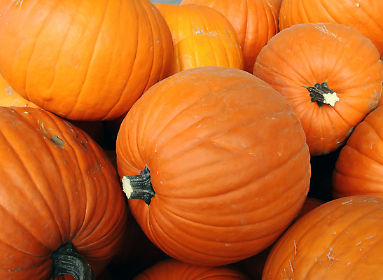 포토 JPG 해외이미지 계절 음식 부분 호박 날씨 휴가 사람없음 야외 장식 수확 성장 가을 변화 큼 먹이 시원함 11월 삼베 질감 추수감사절 밀짚 10월 해외포토 기독교 컨셉 농업 채소 날짜 짚 크기 파일형식 천_직물 이미지허브