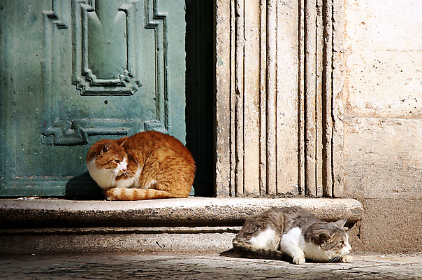포토 JPG 해외이미지 동물 유럽 벽 여행 2 건축양식 포유류 거리 주택 사람없음 건물 빨간색 여행객 문 계단 고양이 회색 관찰 역사 재산 모피 지중해 묘사 무역 타운 크로아티아 천연기념물 거짓말 달마시안 두브로브니크 발칸반도 안뜰 옛날 해외포토 건축물 건축 나라 산업 바다 컬러 모션 사람 금융 반려동물 도시 개 파일형식 이미지허브