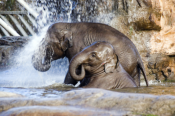 포토 JPG 해외이미지 동물 얼굴 야생동물 포유류 아프리카 자연 코끼리 동물원 동양인 사람없음 옆모습 물 머리 힘 폭포 회색 흰색 아기 입 거친 주름 닫기 위험 큼 인도인 피부 질감 코 귀 부드러움 거인 고립 샤워실 해외포토 자연요소 외국인 나라 뷰포인트 컬러 컨셉 모션 사람 인종 신체부위 감각 크기 생태계 샤워시설 파일형식 이미지허브