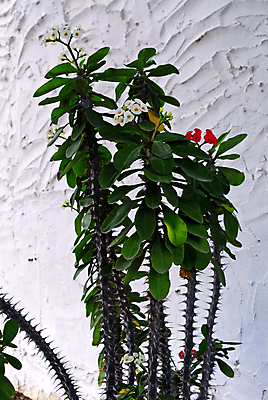 포토 JPG 해외이미지 식물 꽃 벽 여행 꽃무늬 과일 자연 하늘 휴가 선인장 건조 따뜻함 사람없음 야외 빨간색 초록색 여름 맑음 사막 성장 벚꽃 흰색 자녀 바늘 뜨거움 가시 닫기 위험 큼 척추 날카로움 스파이크 찌르기 이국적 해외포토 계절 컬러 컨셉 무늬 모션 날씨 뼈 도구 크기 생태계 파일형식 이미지허브