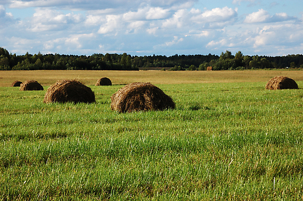 포토 JPG 해외이미지 구름 음식 밭 농업 자연 하늘 풍경 잔디 초원 사람없음 야외 초록색 여름 파란색 뷰티 농장 노란색 맑음 흙 목장 수확 흰색 시골 소 재산 건초더미 볏짚 농부 저녁 땅 밀짚 숙성 수평선 해외포토 자연요소 식물 직업 계절 산업 컬러 포유류 날씨 금융 건초 짚 야간 생태계 파일형식 더미 이미지허브