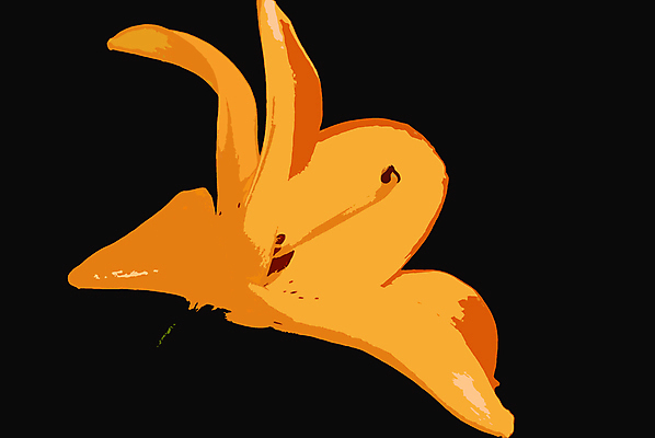 포토 JPG 해외이미지 꽃 사람없음 노란색 검은색 클래식 백합 해외포토 식물 컬러 컨셉 파일형식 이미지허브