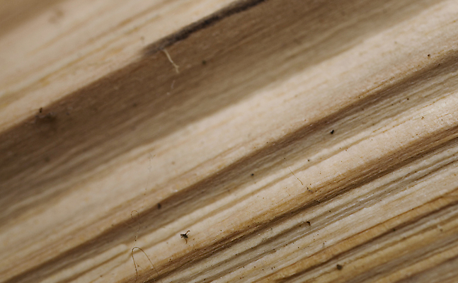 포토 JPG 해외이미지 나무 산업 백그라운드 겨울 패턴 자연 불 추상 건조 실내 사람없음 목재 쌓기 나뭇가지 신선 반지 원형 센터 닫기 숲 장작 자르기 묘사 벽난로 질감 서리 통나무 연료 잡동사니 수목 전기톱 개조 해외포토 자연요소 도형 식물 계절 무늬 재료 장신구 모션 내부 생태계 톱 파일형식 이미지허브