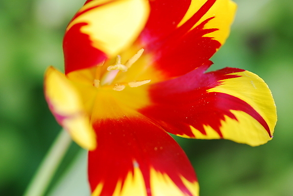 포토 JPG 해외이미지 꽃 사람없음 빨간색 초록색 노란색 튤립 해외포토 식물 컬러 파일형식 이미지허브