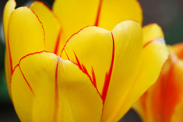 포토 JPG 해외이미지 꽃 사람없음 빨간색 초록색 노란색 튤립 해외포토 식물 컬러 파일형식 이미지허브