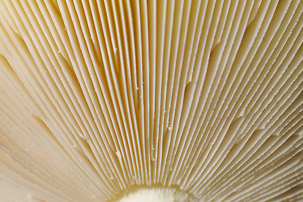 포토 JPG 해외이미지 모자 선 백그라운드 사람없음 버섯 가을 숲 먹기 양산 곰팡이 해외포토 잡화 계절 모션 파일형식 이미지허브