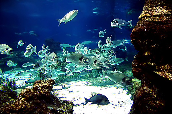 포토 JPG 해외이미지 바다 섬 학교 모션 아프리카 자연 표면 휴가 휴식 어류 풍경 사람없음 빨간색 물 파란색 컬러풀 태양 뷰티 노란색 바닷속 수중 수영 광선 황금 산호 다이빙 소금 암초 수족관 깊이 이국적 해외포토 자연요소 교육 나라 컬러 컨셉 수중동물 수상스포츠 자포동물 생태계 수중스포츠 파일형식 이미지허브