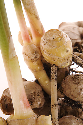 포토 JPG 해외이미지 식물 음식 다이어트 채소 재료 새로움 건강 요리 동양인 사람없음 초록색 농작물 약 갈색 새싹 주방 정원 중국 흰색 신선 양념 시장 맛 먹기 허브 향신료 묘사 냄새 아로마 뿌리 생강 고립 채식주의자 해외포토 아시아 컬러 컨셉 농업 의학 모션 인종 채식 향미료 파일형식 이미지허브