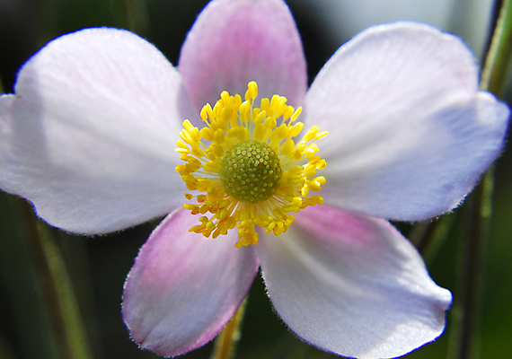 포토 JPG 해외이미지 식물 꽃잎 꽃 분홍색 자연 친절 사람없음 햇빛 뷰티 정원 벚꽃 흰색 닫기 달콤 소프트포커스 묘사 만족 꽃가루 부드러움 꿀 가벼움 벨벳 해외포토 감정 컬러 모션 촬영기법 태양 감각 무게 맛 실크 가루 생태계 파일형식 이미지허브