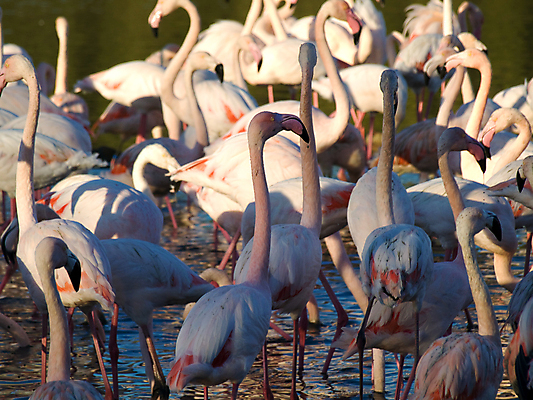 포토 JPG 해외이미지 동물 호수 야생동물 파도 분홍색 백그라운드 아프리카 자연 조류 동물원 서기 사람없음 야외 물 반사 거울 연못 액체 그룹 군중 플라밍고 사파리 깃털 부리 목 강렬 이국적 잔물결 해외포토 자연요소 나라 물결 바다 컬러 모션 사람 신체부위 생태계 파일형식 이미지허브