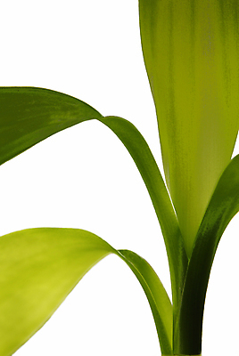 포토 JPG 해외이미지 식물 꽃 문화 창 줄기 잎 농업 채소 일러스트 자연 추상 건강 씨앗 사람없음 초록색 여름 새싹 정원 봄 흰색 신선 정상 허브 대나무 흰배경 유기농 원예 내추럴 고립 떠남 모종 심기 정물화 해외포토 나무 웰빙 계절 산업 무기 컬러 백그라운드 무늬 모션 취미 그림 생태계 파일형식 이미지허브