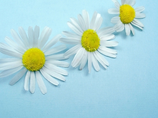 포토 JPG 해외이미지 식물 계절 꽃잎 꽃 백그라운드 잎 자연 하늘 휴가 사람없음 초록색 여름 파란색 뷰티 노란색 흰색 꽃술 신용카드 허브 만족 천국 꿀 꽃수술 오리지널 정교 캐모마일 영광군 해외포토 감정 컬러 금융 전라남도 생태계 파일형식 이미지허브