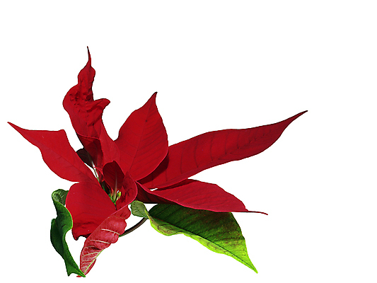 포토 JPG 해외이미지 크리스마스 겨울 사람없음 흰배경 포인세티아 해외포토 계절 기념일 꽃 백그라운드 흰색 파일형식 이미지허브