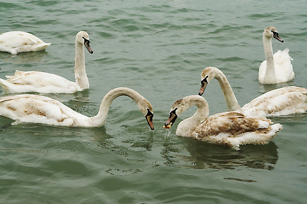 포토 JPG 해외이미지 물결 빵 바다 날개 조류 사람없음 물 수영 흰색 떨어짐 먹기 꼬리 부리 백조 분무기 목 계산서 수유 해외포토 자연요소 동물 음식 컬러 컨셉 모션 신체부위 수상스포츠 파일형식 이미지허브