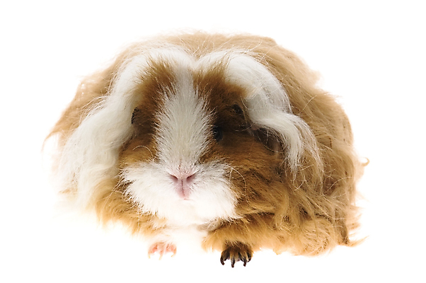 포토 JPG 해외이미지 한마리 사람없음 기니피그 해외포토 1 포유류 파일형식 이미지허브