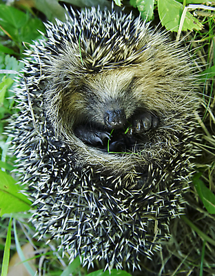 포토 JPG 해외이미지 동물 야생동물 사람없음 초록색 울타리 정원 가을 못 돼지 바늘 가시 작음 먹기 날카로움 고슴도치 해외포토 계절 컬러 포유류 모션 담장 도구 공구 크기 파일형식 이미지허브