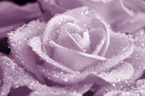 포토 JPG 해외이미지 꽃 사람없음 파란색 장미 보라색 닫기 떨어짐 해외포토 식물 컬러 컨셉 모션 파일형식 이미지허브