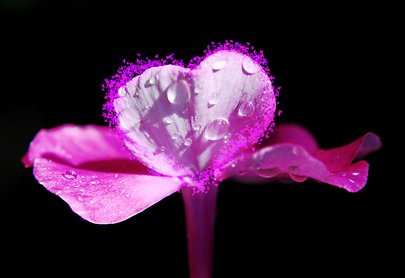 포토 JPG 해외이미지 식물 꽃잎 꽃 분홍색 자연 불꽃 친절 발렌타인데이 사랑 사람없음 뷰티 귀여움 정원 벚꽃 하트 닫기 달콤 소프트포커스 소중 묘사 만족 꽃가루 부드러움 가벼움 벨벳 해외포토 모양 감정 컬러 컨셉 모션 데이이벤트 불 촬영기법 감각 무게 맛 실크 가루 생태계 파일형식 이미지허브