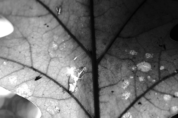 포토 JPG 해외이미지 나무 식물 잎 자연 흑백 사람없음 태양 맑음 구멍 숲 해외포토 자연요소 날씨 촬영기법 생태계 파일형식 이미지허브