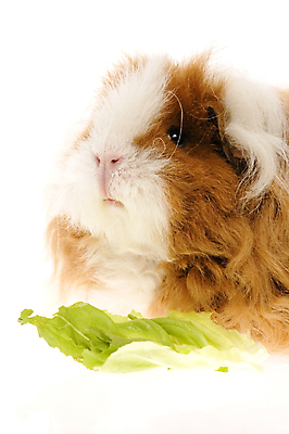 포토 JPG 해외이미지 한마리 사람없음 배추 기니피그 해외포토 1 채소 포유류 파일형식 이미지허브