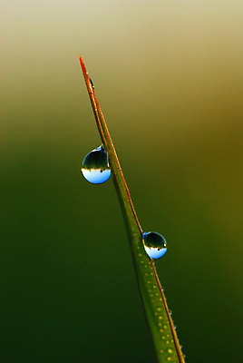 포토 JPG 해외이미지 식물 줄기 2 밭 자연 아침 잔디 사람없음 물 뷰티 반사 청결 봄 성장 물방울 칼날 고독 저녁 이슬 땅바닥 생태학 해외포토 주간 자연요소 계절 교육 감정 농업 바닥 위생 야간 생태계 파일형식 이미지허브