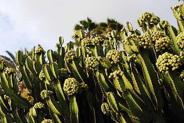포토 JPG 해외이미지 식물 꽃 여행 꽃무늬 과일 자연 하늘 휴가 선인장 건조 따뜻함 사람없음 야외 초록색 여름 파란색 맑음 사막 성장 벚꽃 자녀 바늘 뜨거움 가시 닫기 위험 큼 척추 날카로움 스파이크 찌르기 이국적 해외포토 계절 컬러 컨셉 무늬 모션 날씨 뼈 도구 크기 생태계 파일형식 이미지허브