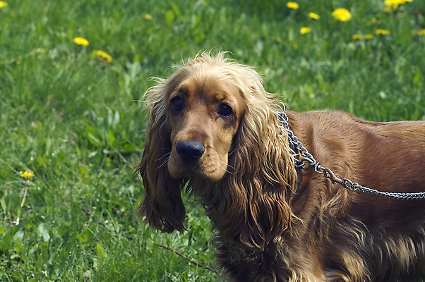 포토 JPG 해외이미지 동물 영어 백그라운드 가족 초원 사람없음 반려동물 갈색 머리 스패니얼 개 사냥꾼 해외포토 직업 문자 컬러 포유류 관계 신체부위 파일형식 이미지허브