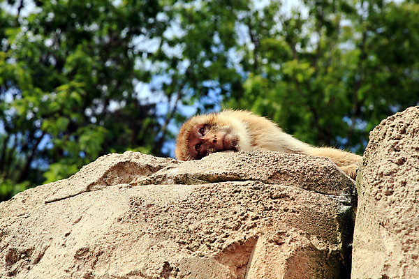 포토 JPG 해외이미지 식물 동물 응시 야생동물 생각 포유류 자연 하늘 휴식 털 동물원 사람없음 야외 환경 놀람 원숭이 정상 명상 호기심 꼬리 서식지 유인원 내추럴 거짓말 동물상 해외포토 시선 감정 컨셉 표정 조형물 생태계 파일형식 이미지허브