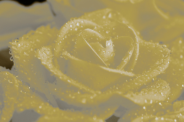 포토 JPG 해외이미지 꽃 사람없음 장미 노란색 닫기 떨어짐 해외포토 식물 컬러 컨셉 모션 파일형식 이미지허브