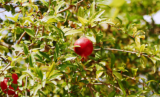 포토 JPG 해외이미지 나무 식물 음식 농업 다이어트 과일 자연 디저트 따뜻함 건강 사람없음 빨간색 정원 맑음 식사 주스 신선 스페인 달콤 맛 먹기 가득함 석류 내추럴 숙성 채식주의자 해외포토 유럽 산업 음료 컬러 컨셉 모션 날씨 생태계 채식 파일형식 이미지허브