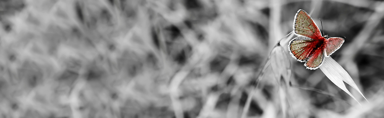 포토 JPG 해외이미지 야생동물 나비 곤충 날개 자연 종류 사람없음 정원 봄 원주민 수분 지중해 원예 몰타섬 해외포토 동물 계절 바다 섬 취미 아프리카인 생태계 몰타 파일형식 이미지허브