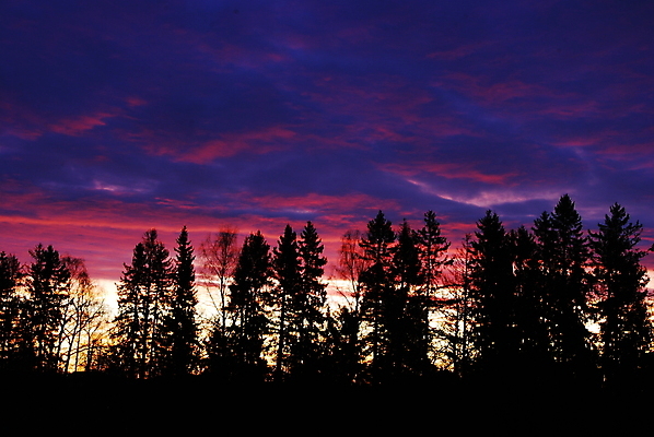 포토 JPG 해외이미지 나무 분홍색 사람없음 파란색 보라색 일몰 가을 숲 해외포토 식물 계절 컬러 노을 파일형식 이미지허브