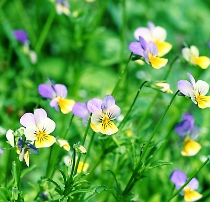 포토 JPG 해외이미지 나무 식물 계절 꽃잎 꽃 백그라운드 잎 자연 사람없음 초록색 뷰티 정원 봄 개화 제비꽃 내추럴 해외포토 컬러 생태계 파일형식 이미지허브