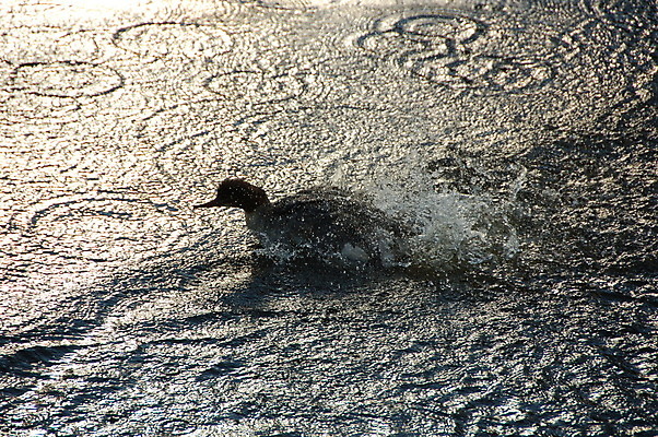 포토 JPG 해외이미지 호수 조류 오리 사람없음 물 여름 파란색 태양 빨래 해외포토 자연요소 동물 계절 컬러 가사 파일형식 이미지허브