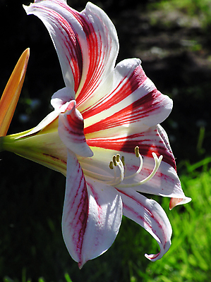 포토 JPG 해외이미지 꽃 자연 사람없음 봄 냄새 일요일 해외포토 식물 계절 생태계 요일 파일형식 이미지허브
