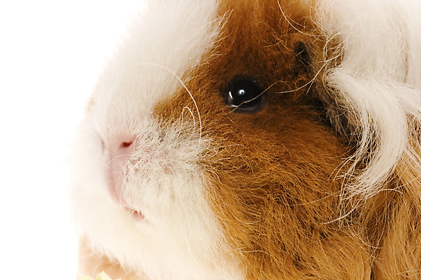 포토 JPG 해외이미지 한마리 근접촬영 사람없음 기니피그 해외포토 1 뷰포인트 포유류 파일형식 이미지허브