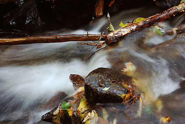 포토 JPG 해외이미지 나무 잎 사람없음 물 강 노란색 가을 막대기 해외포토 자연요소 식물 계절 컬러 파일형식 이미지허브