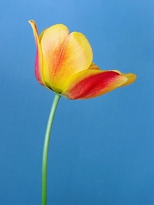 포토 JPG 해외이미지 식물 디자인 계절 꽃잎 꽃 꽃다발 결혼 백그라운드 잎 꽃무늬 오렌지 자연 발렌타인데이 사람없음 야외 여름 파란색 컬러풀 태양 뷰티 노란색 정원 봄 낭만 튤립 벚꽃 개화 닫기 묘사 만족 내추럴 해외포토 자연요소 감정 컬러 컨셉 무늬 과일 모션 데이이벤트 이벤트 생태계 파일형식 이미지허브