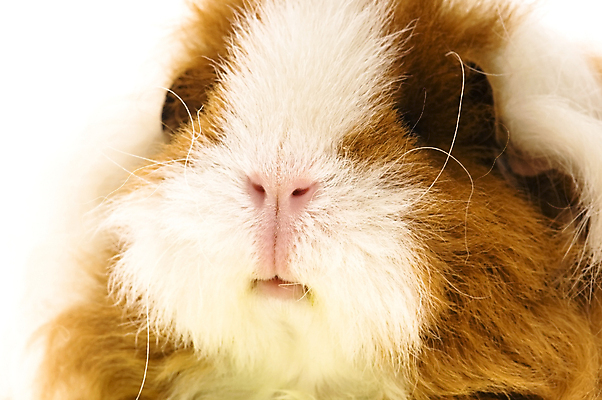 포토 JPG 해외이미지 한마리 근접촬영 사람없음 기니피그 해외포토 1 뷰포인트 포유류 파일형식 이미지허브