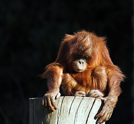 포토 JPG 해외이미지 동물 응시 얼굴 야생동물 어린이 포유류 놀이 생물 동물원 사람없음 슬픔 원숭이 아기 고독 통나무 인도네시아 멸종 유인원 말레이시아 우울감 우울증 해외포토 나무 시선 감정 아시아 사람 신체부위 질병 파일형식 이미지허브