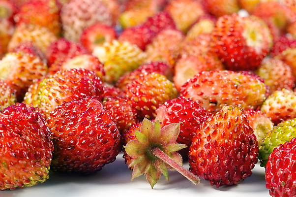 포토 JPG 해외이미지 음식 과일 자연 딸기 사람없음 흰색 신선 큼 고립 해외포토 컬러 크기 생태계 파일형식 이미지허브