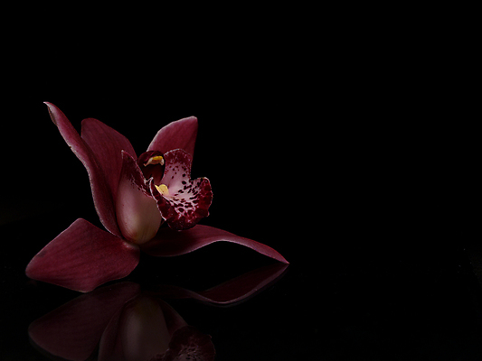 포토 JPG 해외이미지 식물 꽃 화초 사람없음 난초 해외포토 파일형식 이미지허브