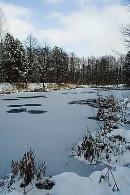 포토 JPG 해외이미지 나무 식물 겨울 하늘 갈대 풍경 사람없음 세로 물 강 얼음 침묵 추위 소나무 구멍 숲 해외포토 자연요소 계절 소리 파일형식 이미지허브