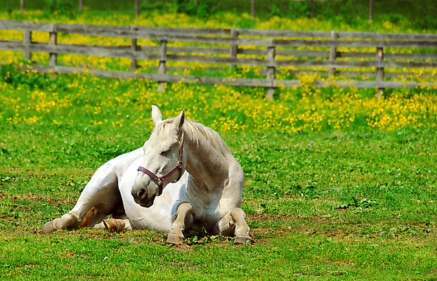 포토 JPG 해외이미지 주간 한마리 엎드리기 사람없음 야외 시골 말_동물 해외포토 자연요소 1 포유류 모션 파일형식 이미지허브