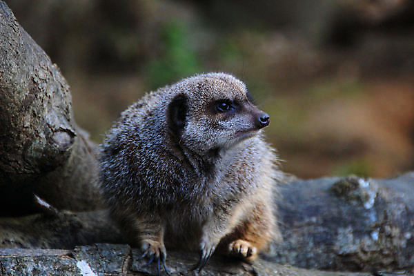 포토 JPG 해외이미지 동물 포유류 사람없음 닫기 모피 미어캣 해외포토 모션 파일형식 이미지허브