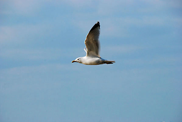 포토 JPG 해외이미지 갈매기 조류 하늘 영국 잉글랜드 사람없음 야외 파란색 비행 해외포토 동물 유럽 컬러 파일형식 이미지허브