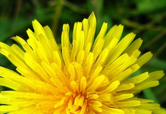 포토 JPG 해외이미지 식물 계절 꽃잎 꽃 백그라운드 잎 꽃무늬 자연 선물 사람없음 야외 초록색 여름 빛 태양 뷰티 노란색 정원 봄 낭만 벚꽃 축하 신용카드 개화 닫기 민들레 묘사 만족 질감 내추럴 해외포토 자연요소 감정 컬러 컨셉 무늬 모션 금융 생태계 파일형식 이미지허브