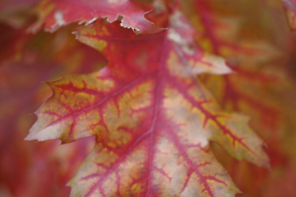포토 JPG 해외이미지 나무 계절 백그라운드 잎 자연 사람없음 빨간색 가을 시간 10월 해외포토 식물 컬러 날짜 생태계 파일형식 이미지허브