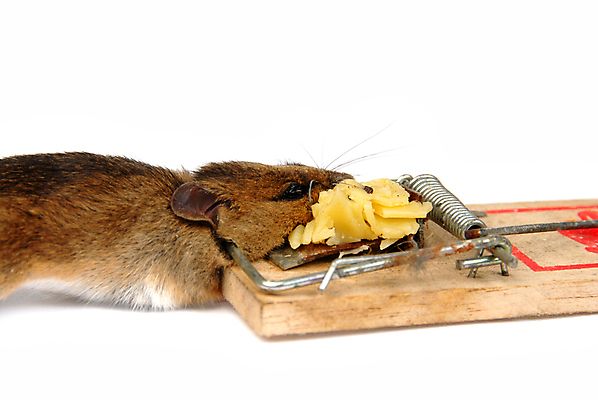 포토 JPG 해외이미지 동물 음식 컨셉 신체 치즈 실내 노르웨이 안전 사람없음 목재 빨간색 금속 힘 에너지 화물 죽음 잡기 기다림 상처 쥐 위험 수집 철 가득함 준비 보안 사냥 투자 올가미 미끼 보험 고립 스칸디나비아 해외포토 나무 유럽 컬러 비즈니스 재료 모션 재질 유제품 내부 운송업 설치류 파일형식 이미지허브